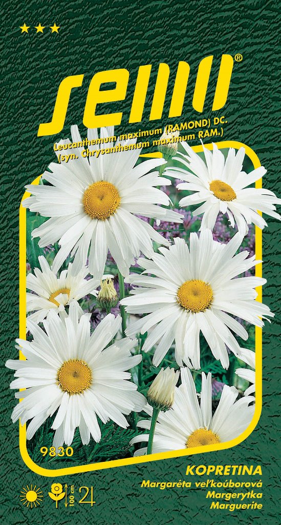 Osivo trvalek - Kopretina bílá Shasta Daisy