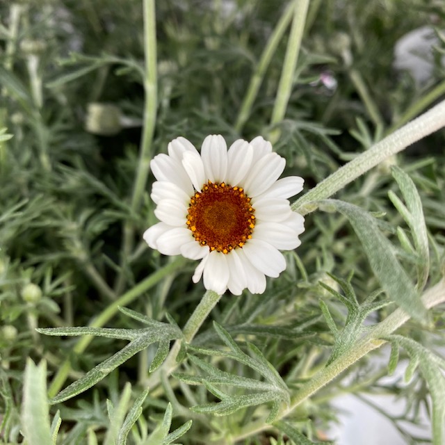 Kopretina marocká 'Casablanca'-0