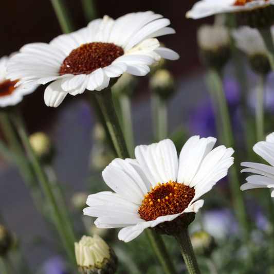 Kopretina marocká 'Casablanca'-1