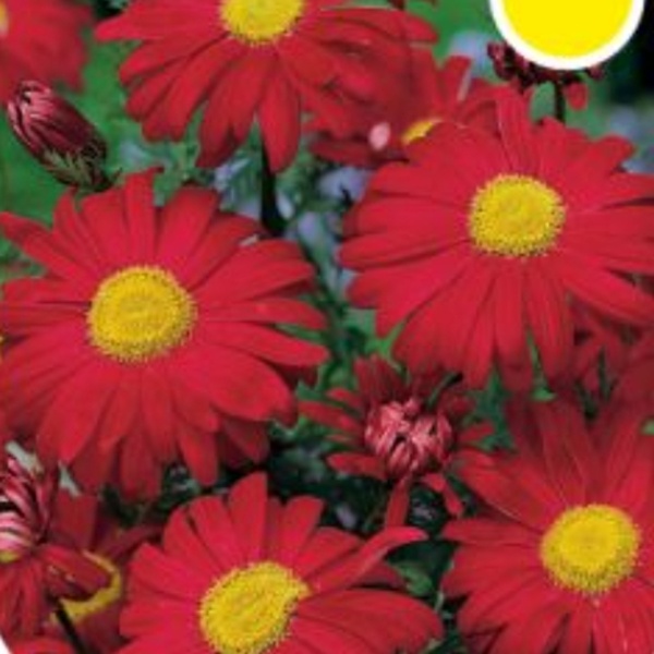 Na slunce - Kopretina šarlatová 'Robinson Rot' 9cm