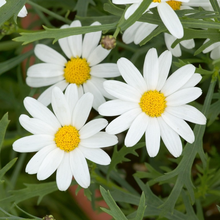 Vzpřímené balkonové květiny - Kopretinovec dřevnatý bílý 4ks 12cm