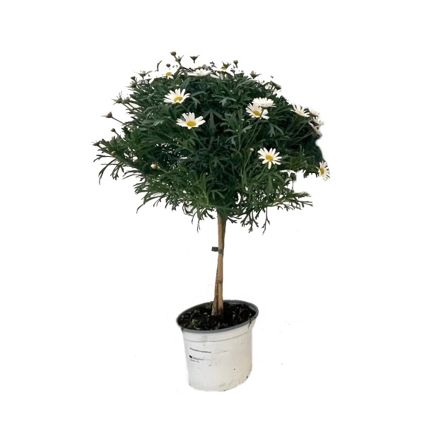 Vzpřímené balkonové květiny - Kopretinovec dřevnatý - bílý, kmínek 80/90cm, květináč 18cm