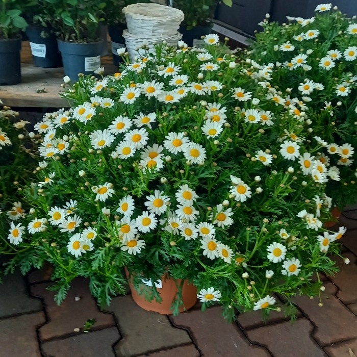 Rostliny - Kopretinovec dřevnatý - bílý, květináč 25cm