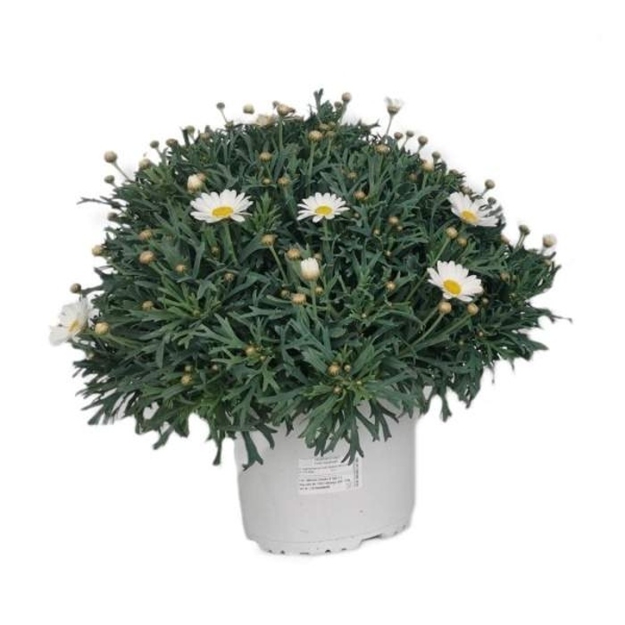 Kopretinovec dřevnatý - bílý, květináč 25cm-0