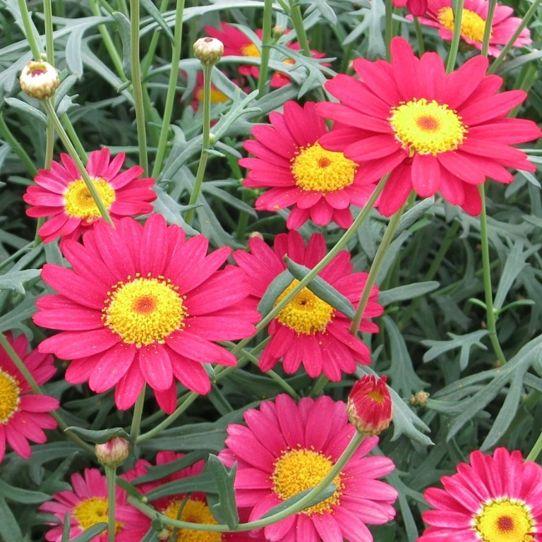 Vzpřímené balkonové květiny - Kopretinovec dřevnatý červený 4ks 12cm