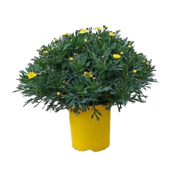 Vzpřímené balkonové květiny - Kopretinovec dřevnatý - žlutý, květináč 18cm
