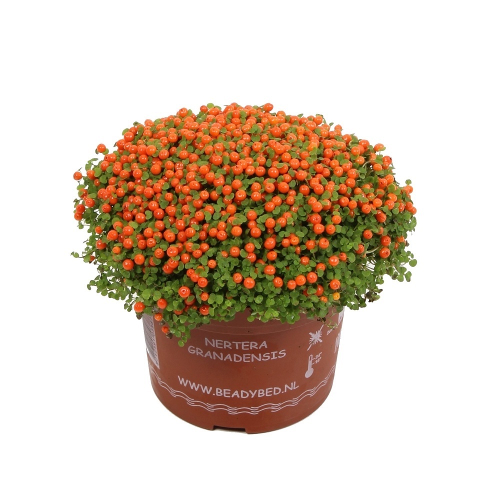 Okrasné pokojové rostliny - Korálovka květináč 8,5cm