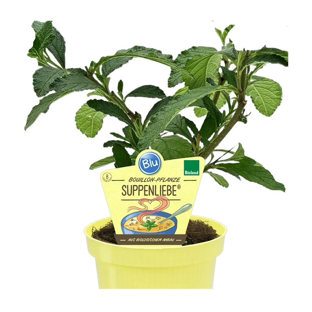 Bylinky - Kordie - bujónová rostlina BIO, květináč 12cm