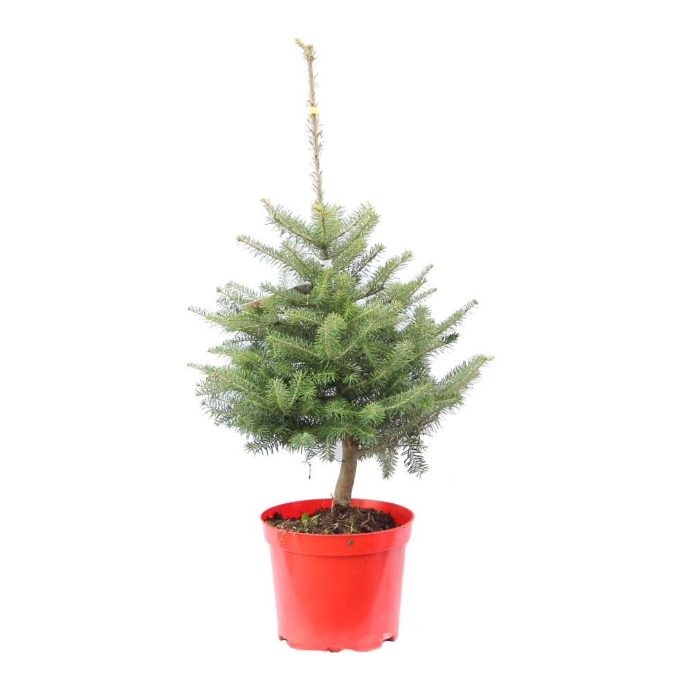 Vzrůstné jehličnany - Korejská jedle výška 40/60cm, květináč 7,5 litru