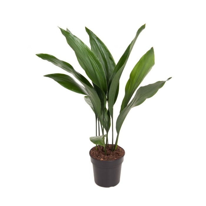 Okrasné pokojové rostliny - Kořenokvětka květináč 17cm