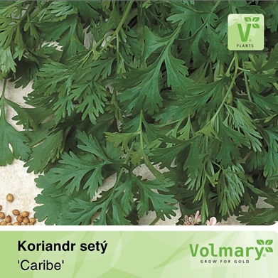 Bylinky - Koriandr setý 'Caribe' 12cm