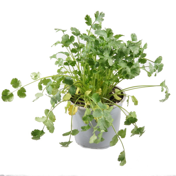 Bylinky - Koriandr setý květináč 14cm