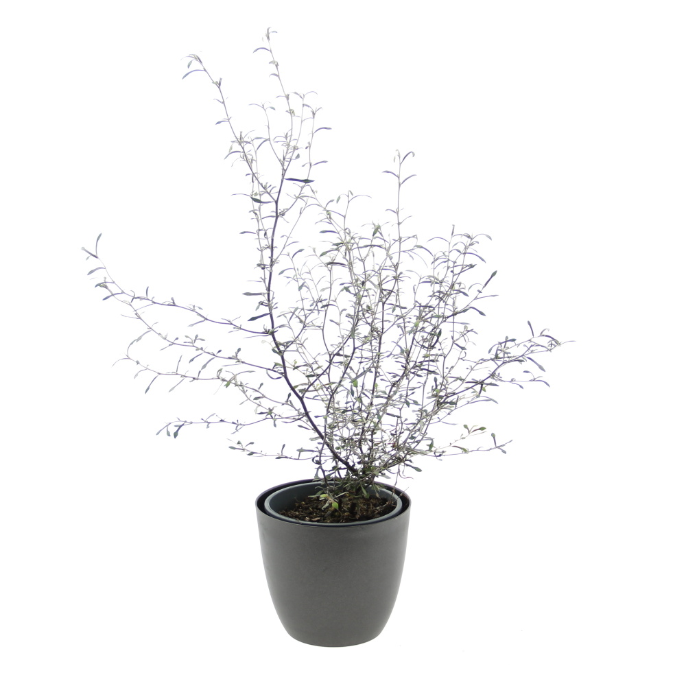 Okrasné pokojové rostliny - Korokie 'Maori Silver' květináč 12cm