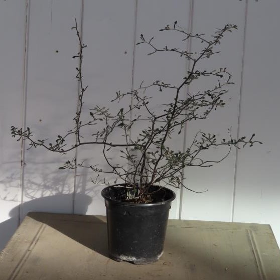 Okrasné pokojové rostliny - Korokie skalníkovitá květináč 10cm