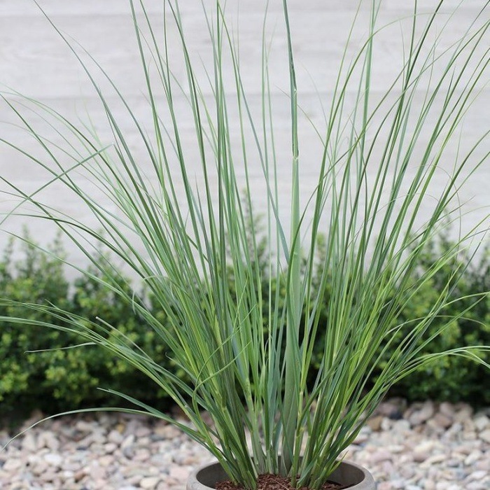 Traviny - Kortaderie dvoudomá Citaro květináč 5 litrů