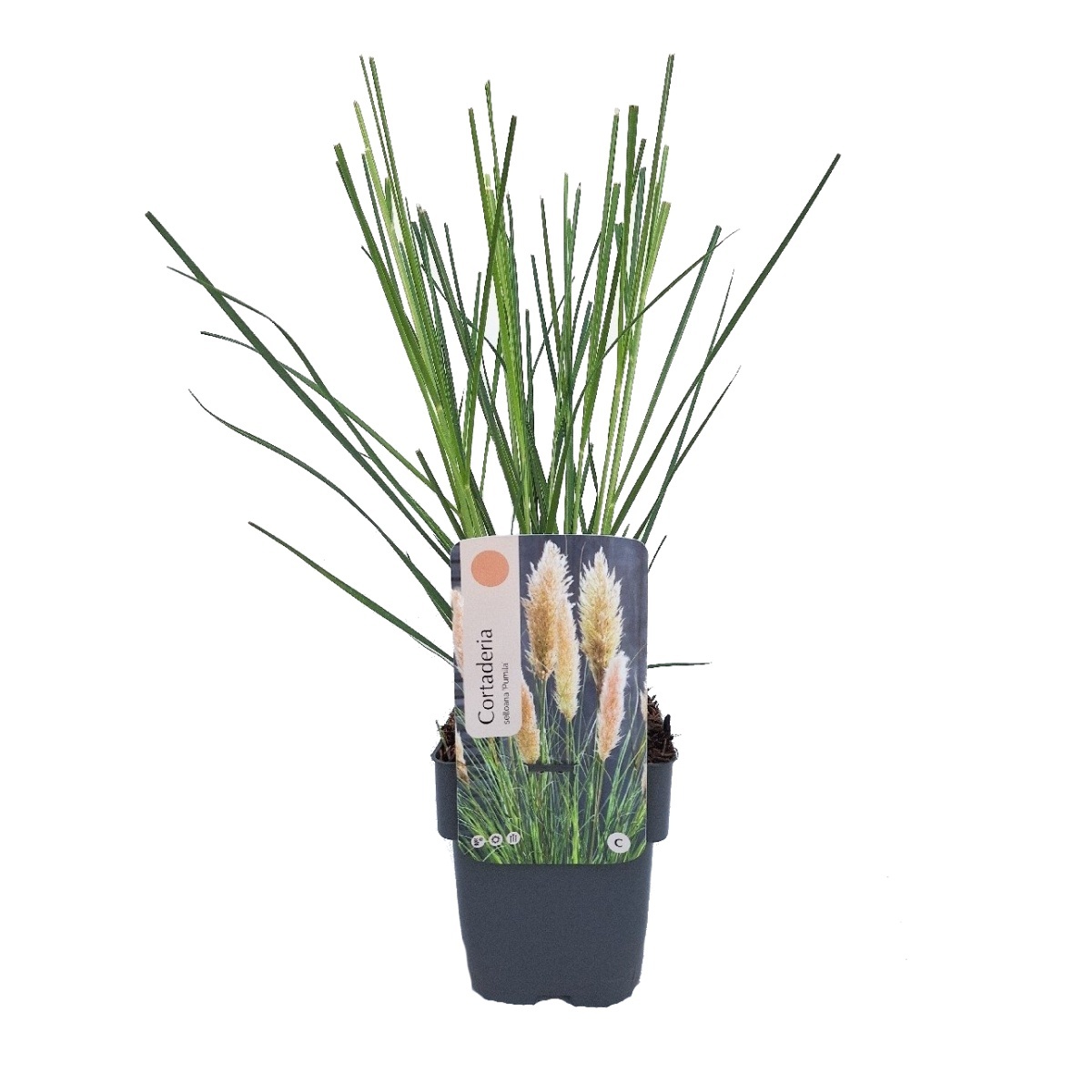 Traviny - Kortaderie dvoudomá Pumila květináč 2 litry