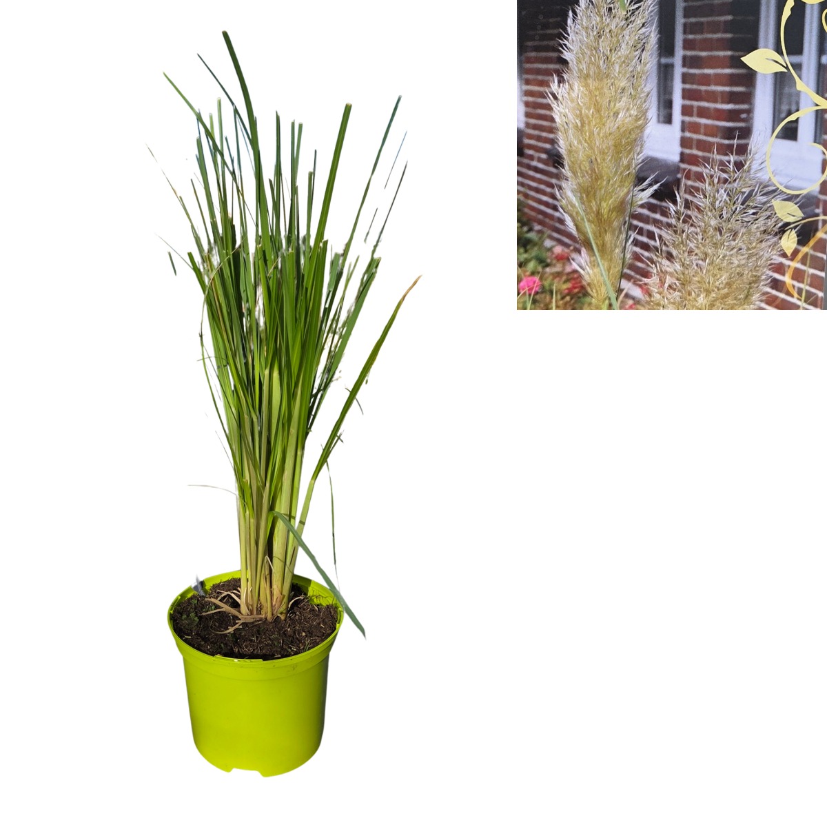 Traviny - Kortaderie dvoudomá Pumila květináč 2 litry