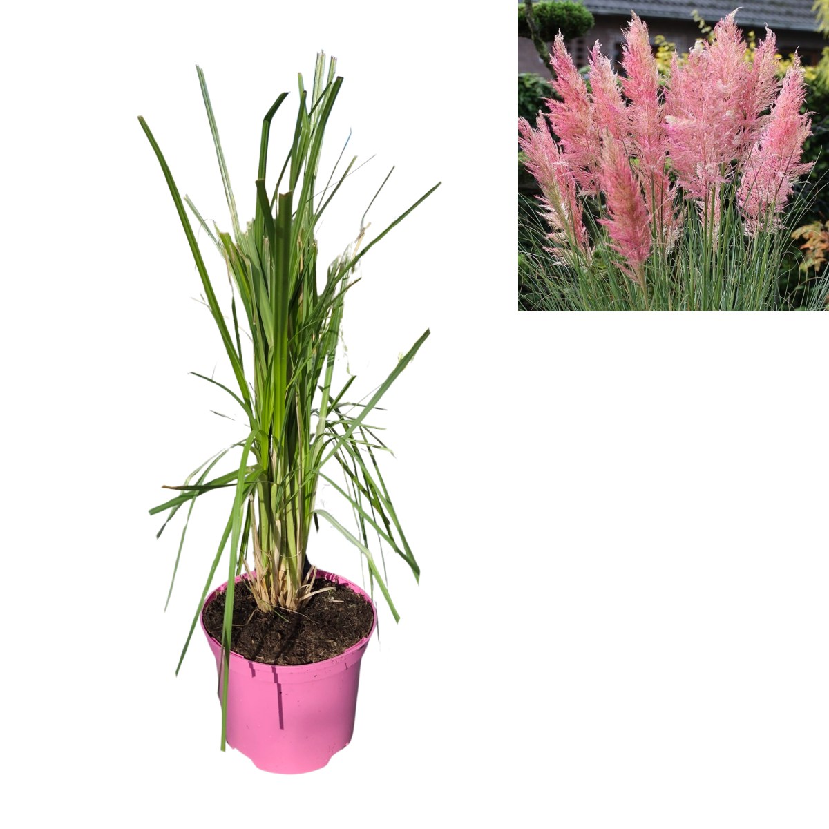 Traviny - Kortaderie dvoudomá Rosea květináč 2 litry