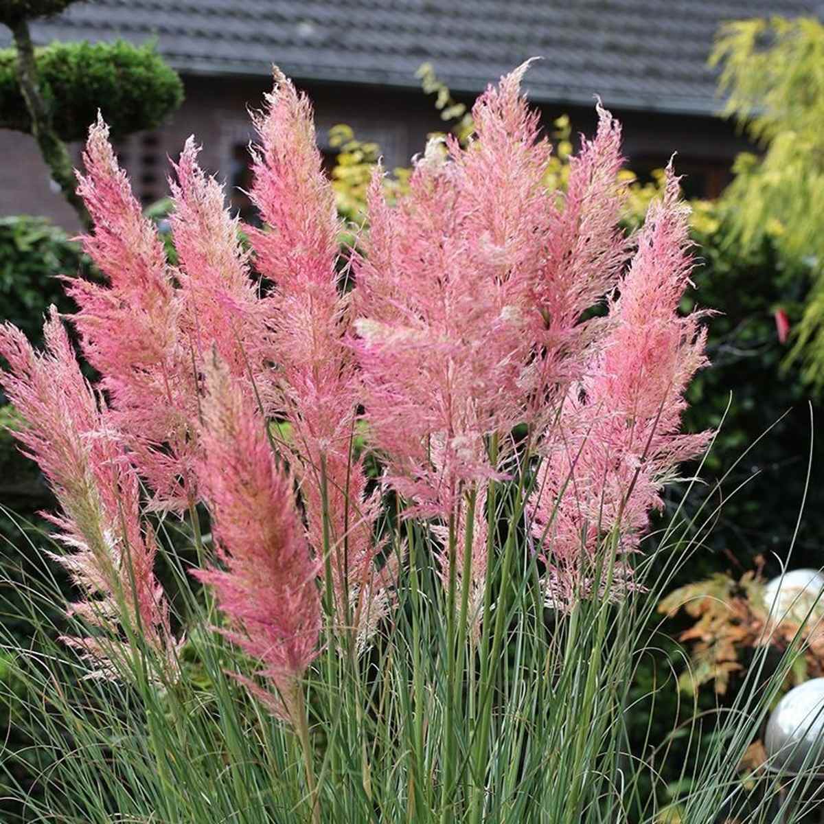 Kortaderie dvoudomá Rosea květináč 2 litry-0