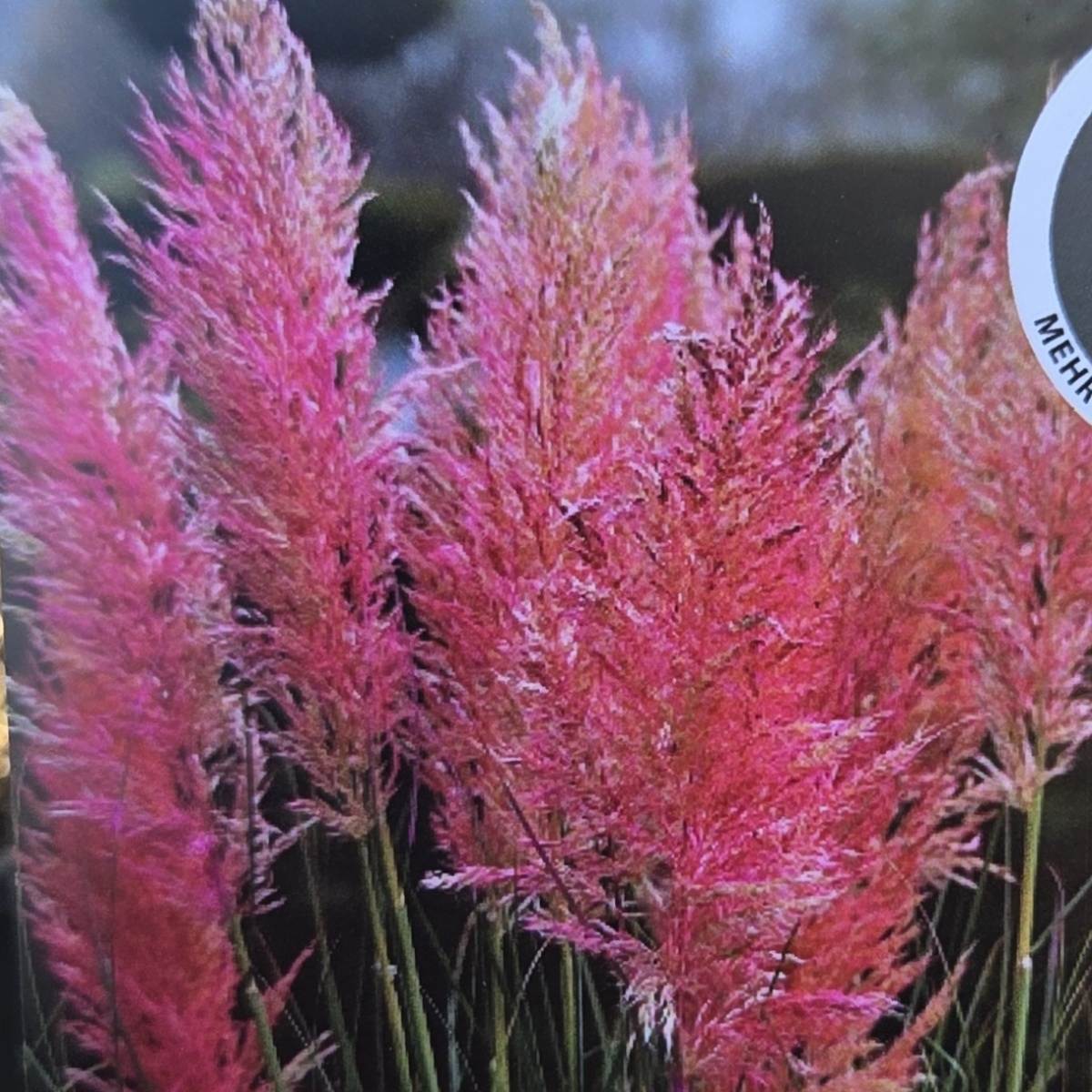 Traviny - Kortaderie dvoudomá Rosea květináč 5 litrů