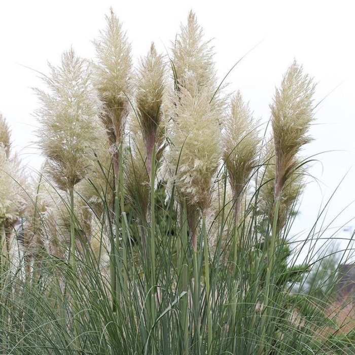 Traviny - Kortaderie dvoudomá Senior květináč 5 litrů