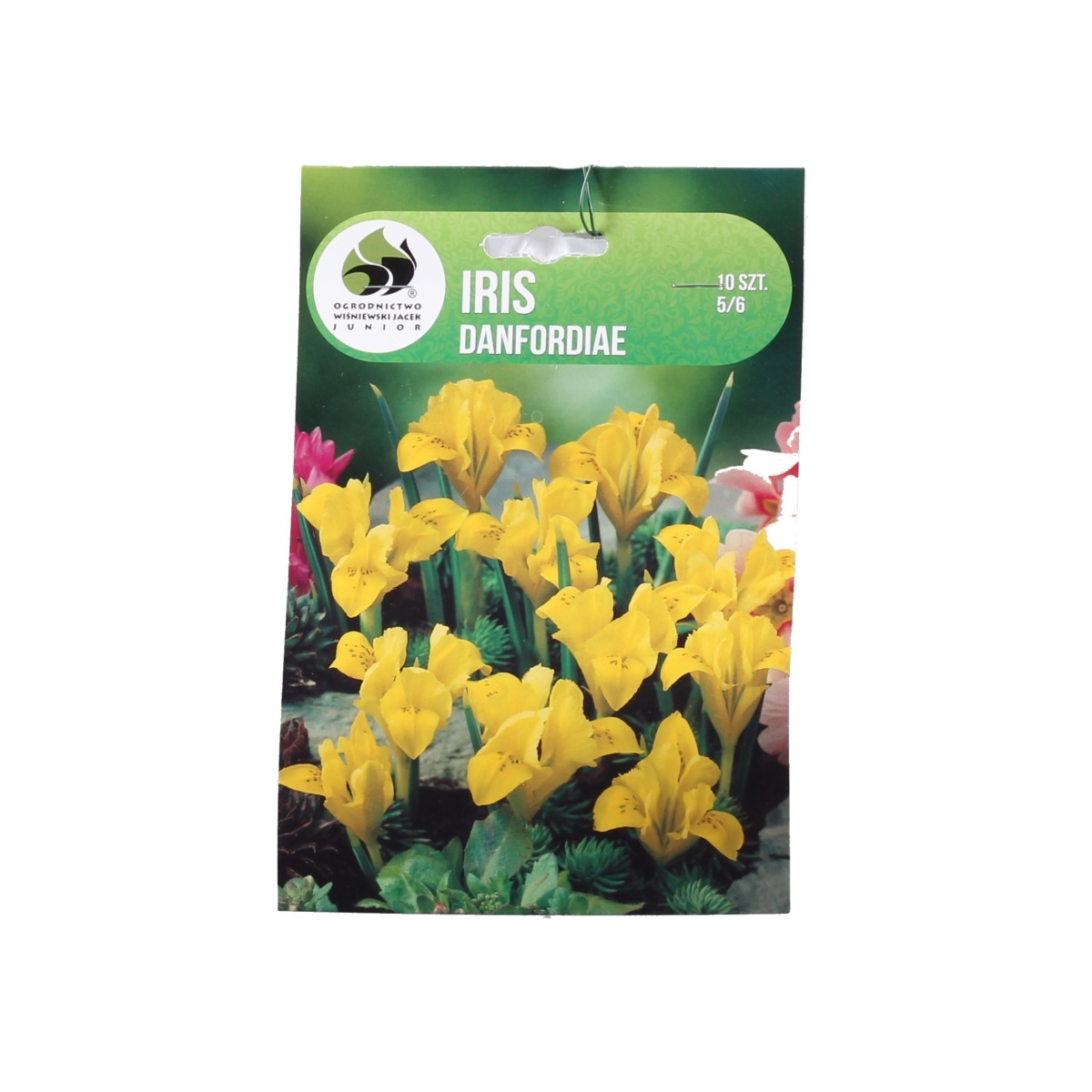 Kosatce - Kosatec Danfordiae 10ks