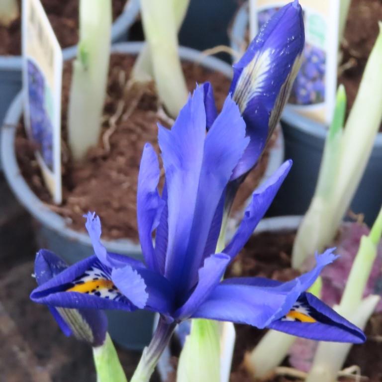 Kosatec mix květináč 9cm-0