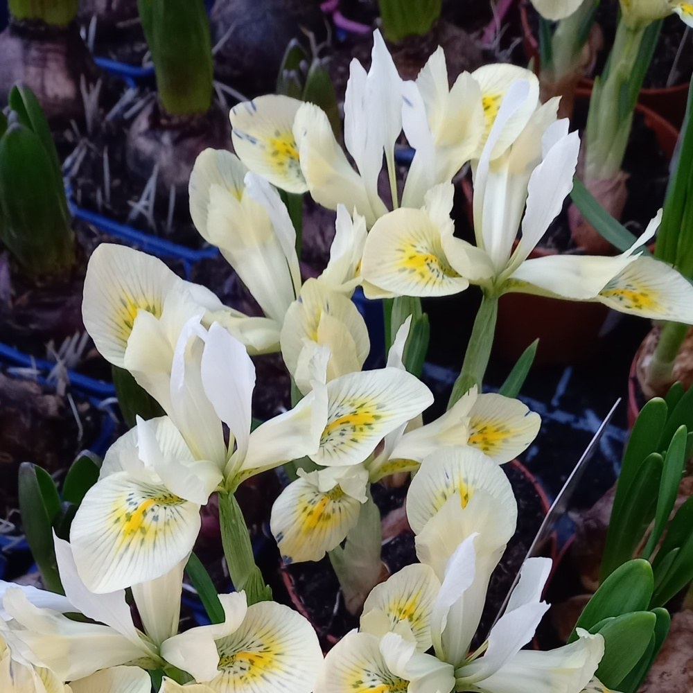 Kosatec mix květináč 9cm-1