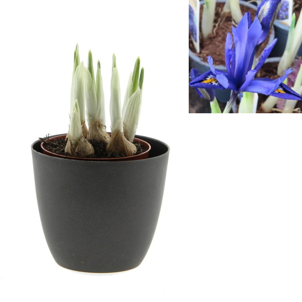 Rychlené cibuloviny - Kosatec mix květináč 9cm