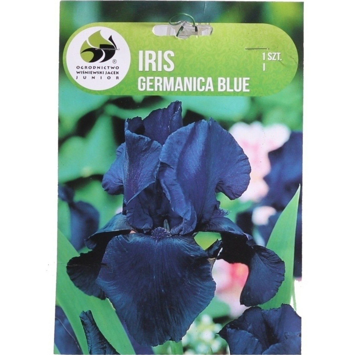 Kosatce - Kosatec německý 'Blue' 1ks