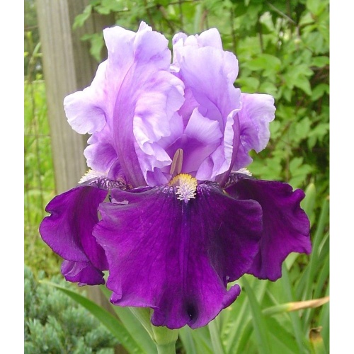 Kosatce - Kosatec německý 'Blue Bird Wine' 1ks