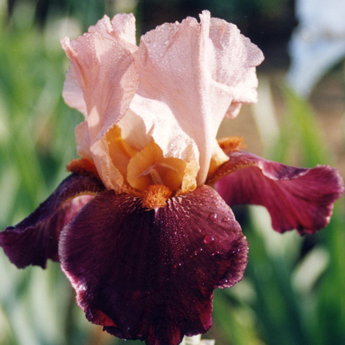 Kosatce - Kosatec německý 'Cimarron Strip' 1ks