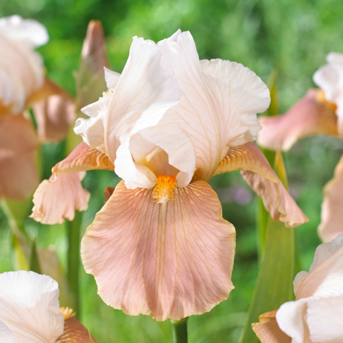 Kosatce - Kosatec německý 'Festive Skirt' 1ks