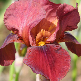 Kosatce - Kosatec německý 'Queeche' 1ks