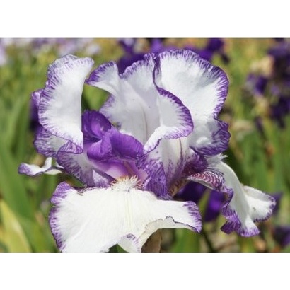 Kosatce - Kosatec německý 'Stitched Beauty' 1ks