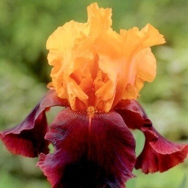 Kosatce - Kosatec německý 'Supreme Sultan' 1ks