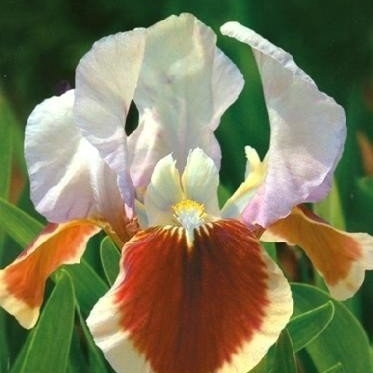 Kosatce - Kosatec nízký 'Red Heart' 1ks