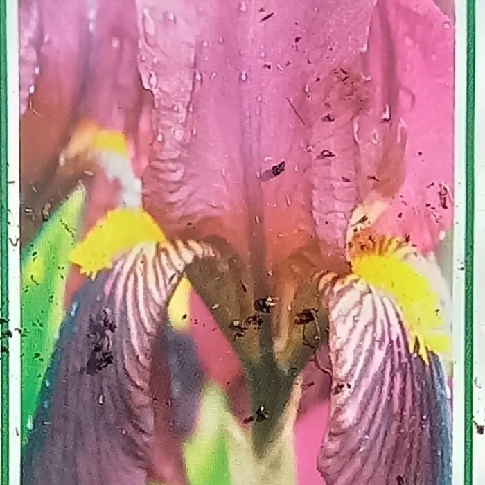 Trvalky k řezu - Kosatec 'Red Orchid' květináč 11cm