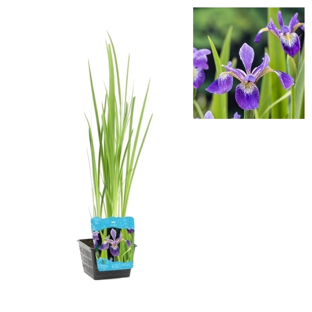 Rostliny - Kosatec různobarvý květináč 3 litry