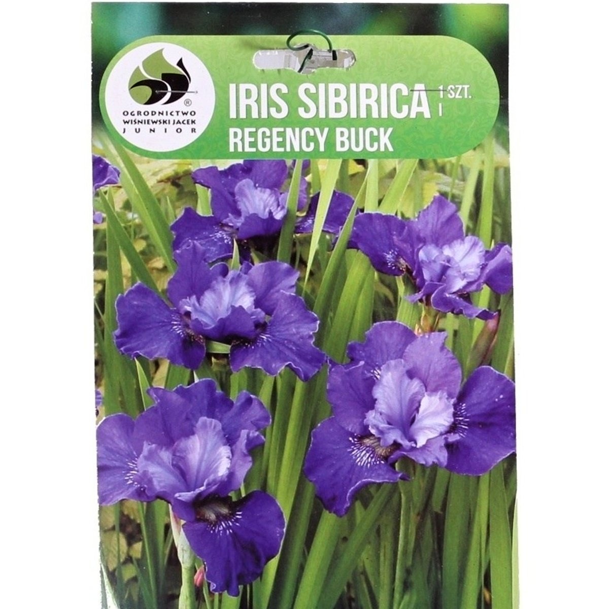 Kosatce - Kosatec sibiřský Regency Buck 1ks