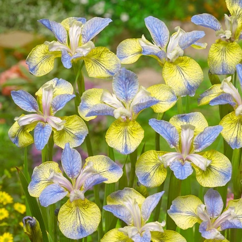 Kosatce - Kosatec sibiřský 'Tipped in Blue' 1ks