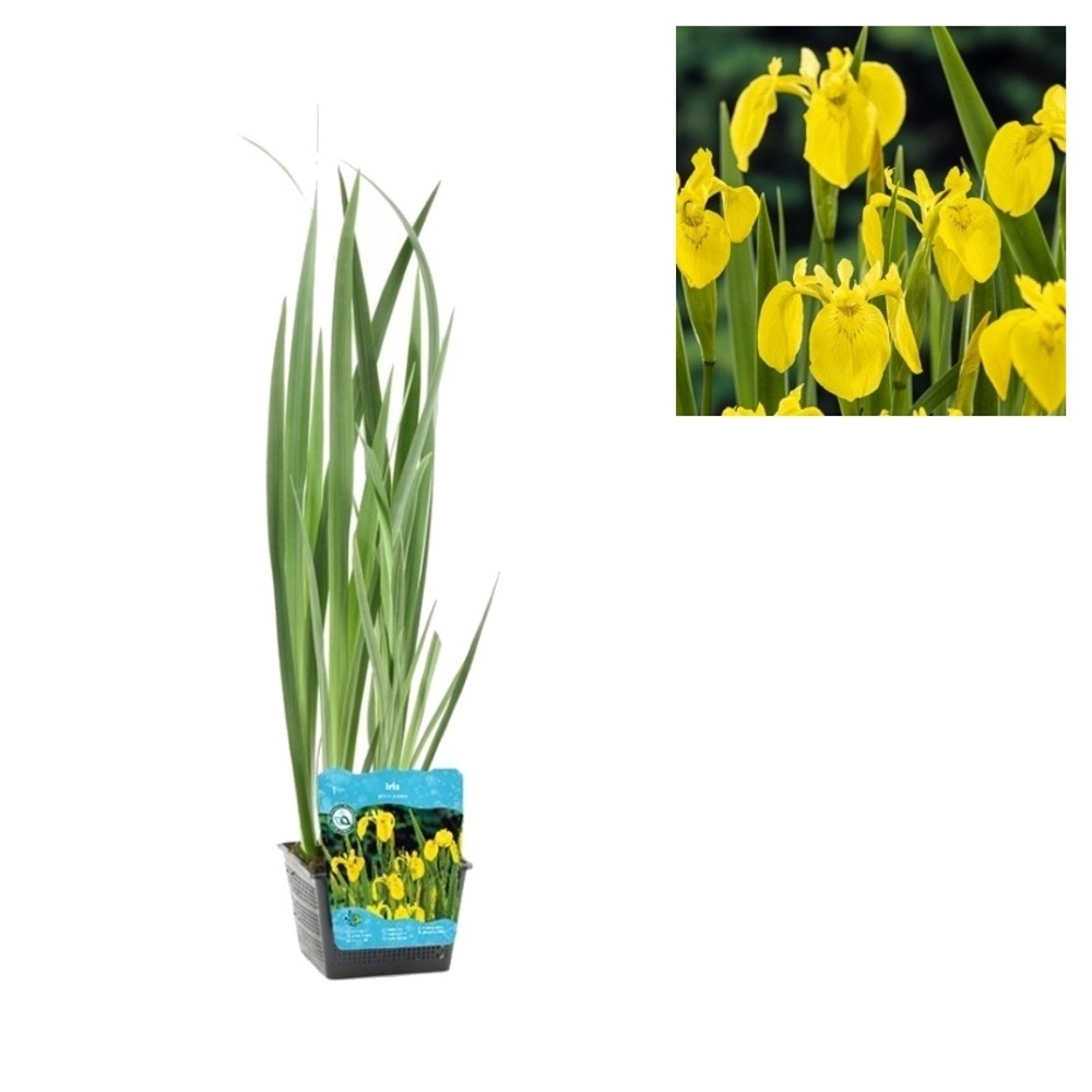 Vodní rostliny a lekníny - Kosatec žlutý květináč 3 litry