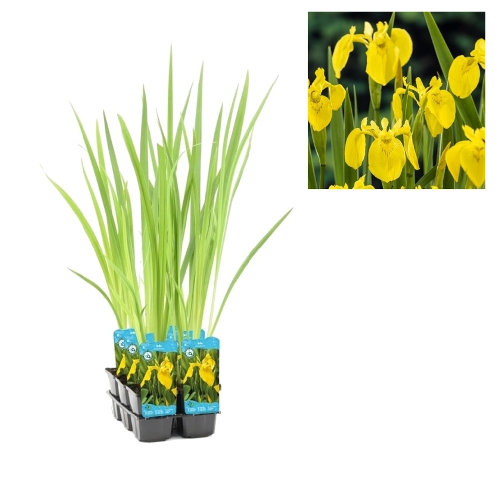 Vodní rostliny a lekníny - Kosatec žlutý květináč 9cm