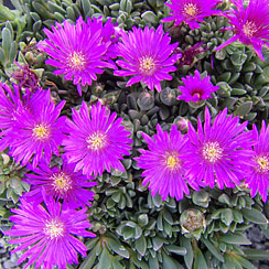 Skalničky - Kosmatec 9cm