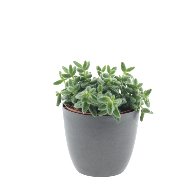 Kaktusy a sukulenty - Kosmatec ježatý květináč 12cm