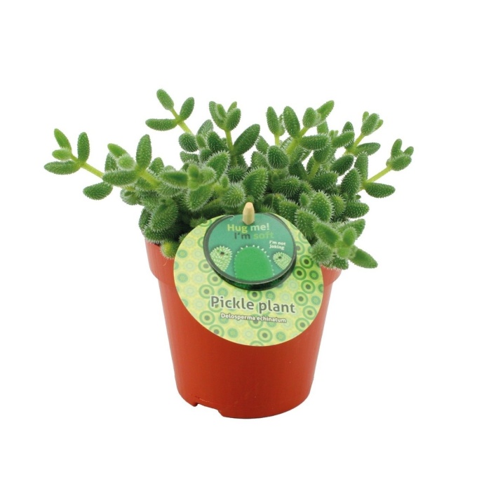 Kosmatec ježatý květináč 12cm-0