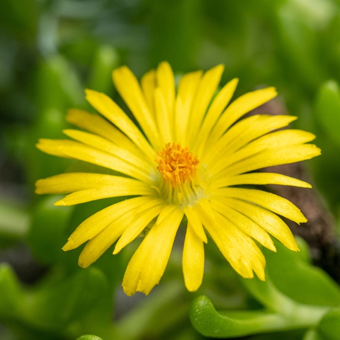 Skalničky - Kosmatec květináč 9cm