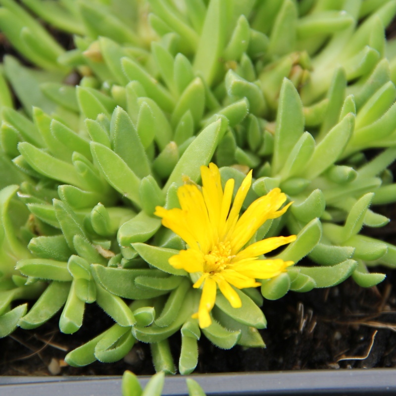 Skalničky - Kosmatec Lesotho 9cm