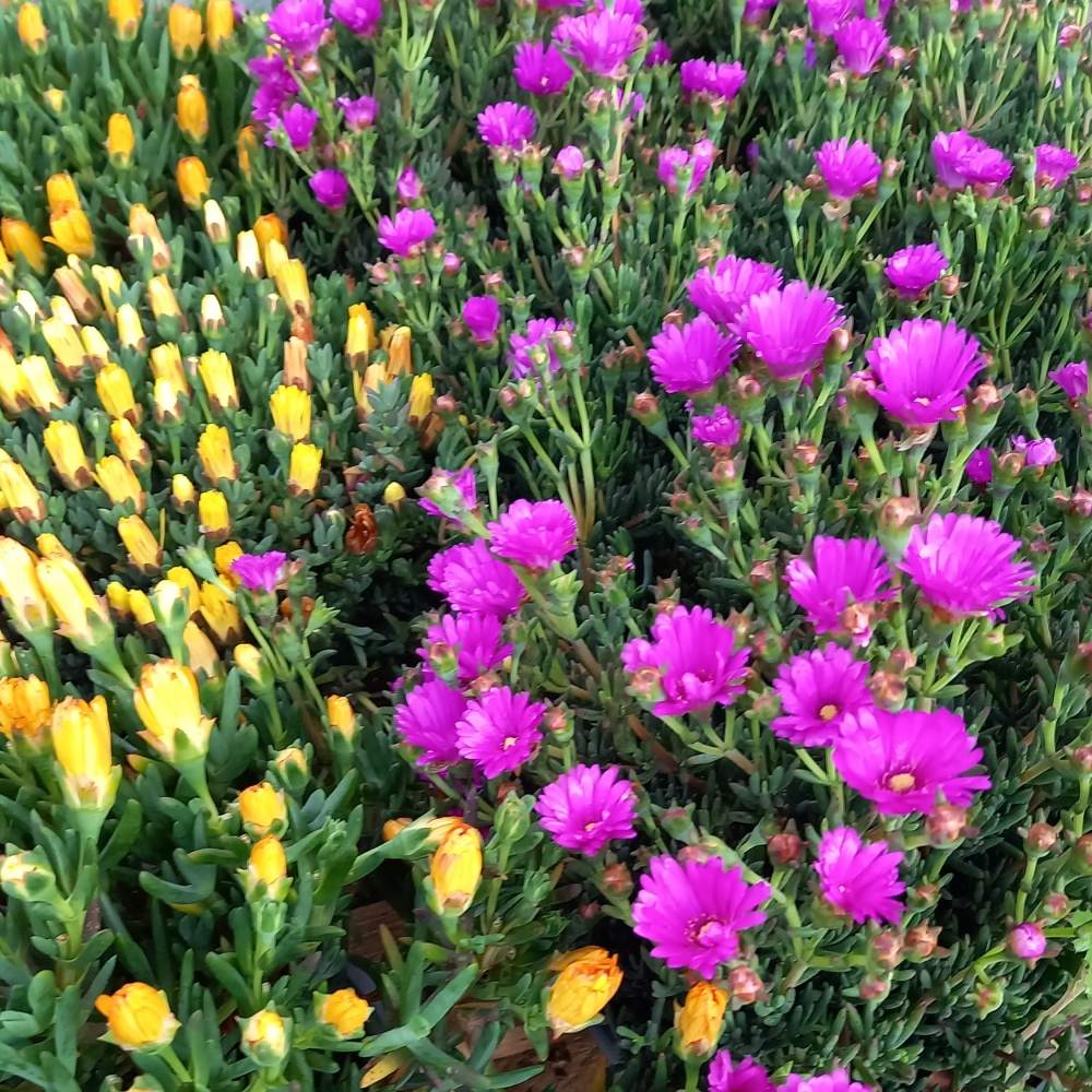 Nádobové květiny - Kosmatec mix květináč 18cm