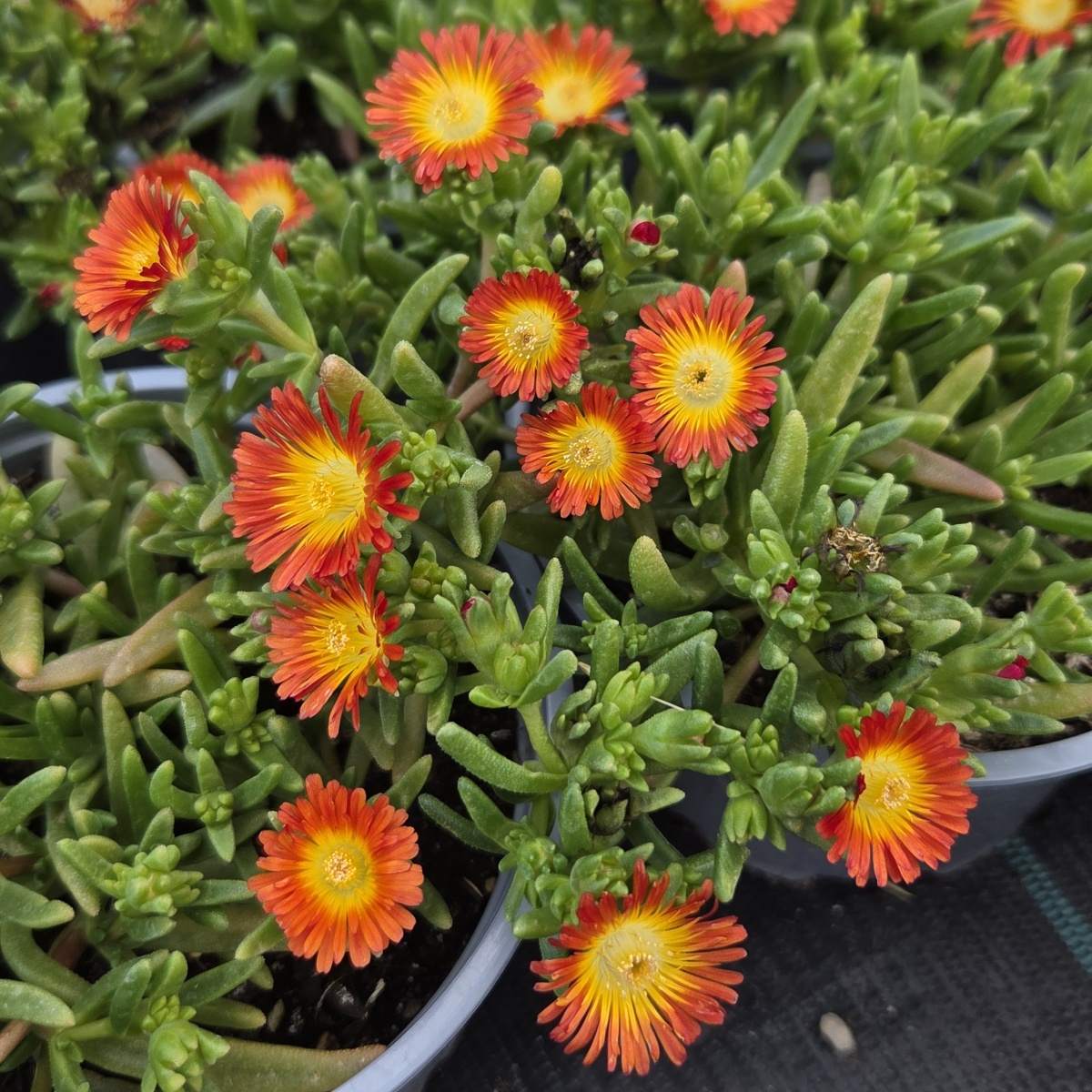 Skalničky - Kosmatec Suntropics Orange květináč 12cm